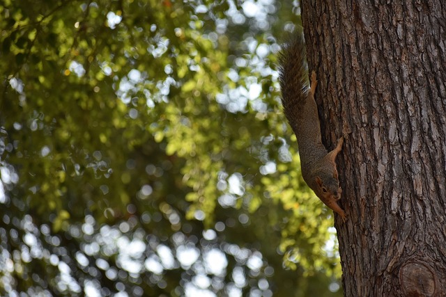 阵中球星争 阵中球星争