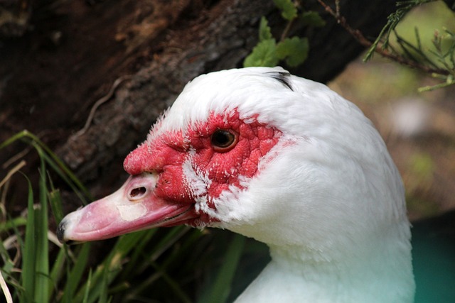 影响比赛效 影响比赛效